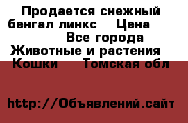 Продается снежный бенгал(линкс) › Цена ­ 25 000 - Все города Животные и растения » Кошки   . Томская обл.